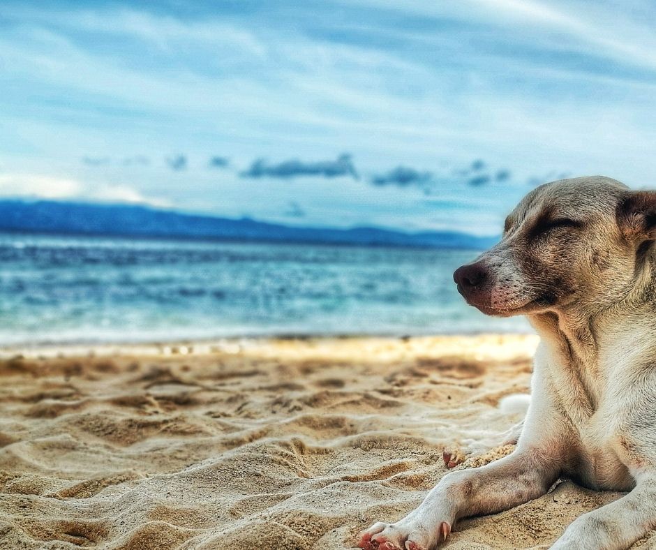 犬と海