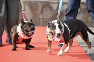 大分県大分市で開催された愛犬撮影会の様子。犬2匹がレッドカーペットの上を歩いています