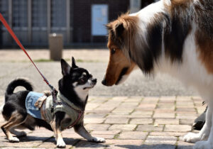 大分県大分市で開催された愛犬撮影会の様子。犬2匹がうつっています